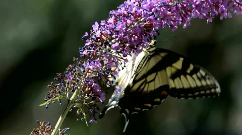 Tiger Swallowtail on Buddleia 스톡 동영상 64823056