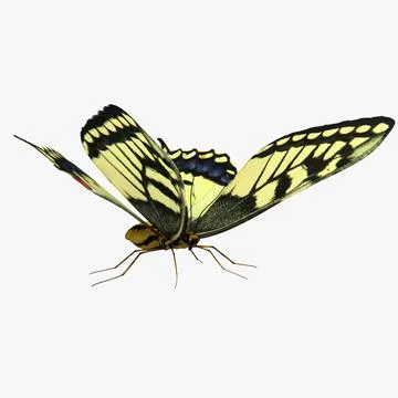 Tiger Swallowtail Butterfly 3D Model