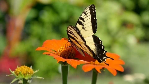 Tiger swallowtail butterfly flies to different flower in the sun1 4K Stockbeeldmateriaal 93083386