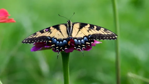 Tiger Swallowtail Butterfly Stock Footage 202607965