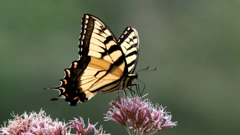 Tiger Swallowtail Butterfly Stock Footage 205006140