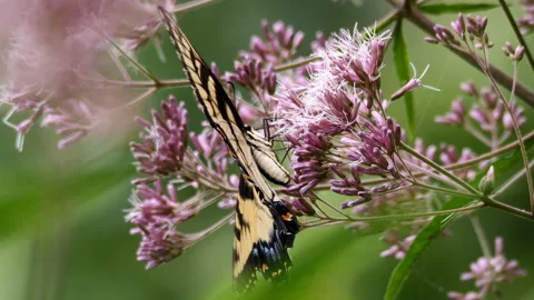 Tiger Swallowtail butterfly Stock-Footage 205006142