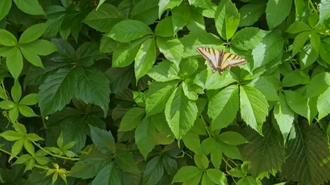 Tiger Swallowtail butterfly on a leafy background Stock Footage 247331512