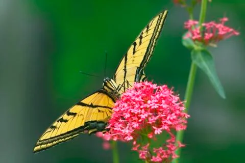 Tiger swallowtail butterfly Stock Photos