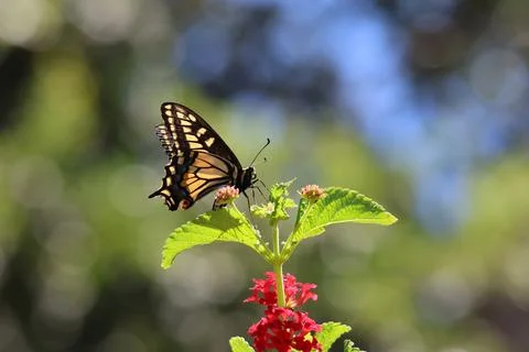 Tiger swallowtail butterfly Stock Photos