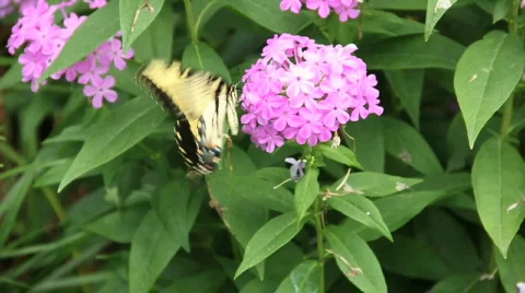 Tiger Swallowtail Stock Footage 788944