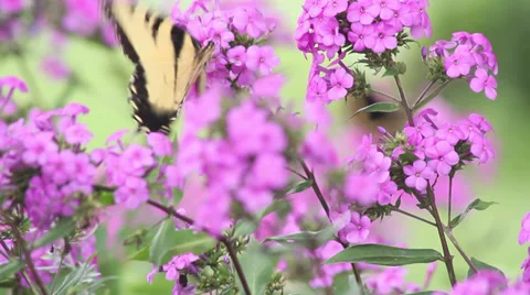 Tiger Swallowtail Stock Footage 35662586