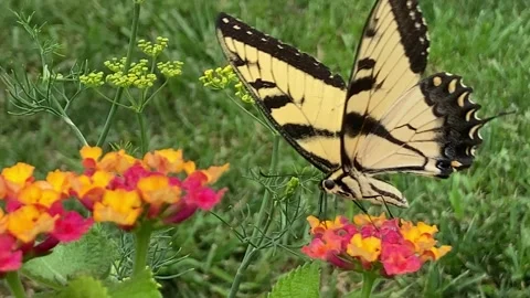 Tiger Swallowtail Stock Footage 247912797
