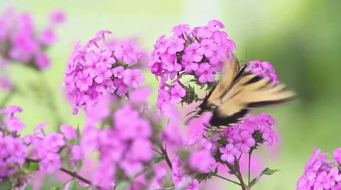 Tiger Swallowtail II Stock Footage 35661928