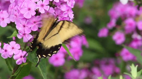 Tiger Swallowtail III Stock Footage 35661765