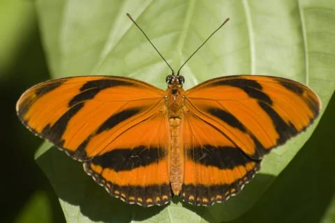 Tiger swallowtail Stock Photos