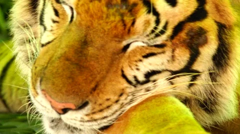 Tiger, sweet dream. Stock Footage 48560510