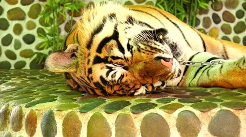 Tiger, sweet dream. Stock Footage 48561190
