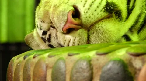 Tiger, sweet dream. Stock Footage 48562235