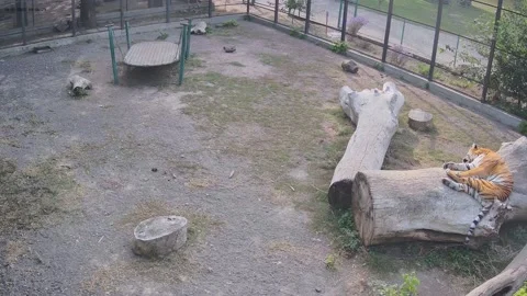 The tiger sweetly sleep on a log Stock Footage 163356058