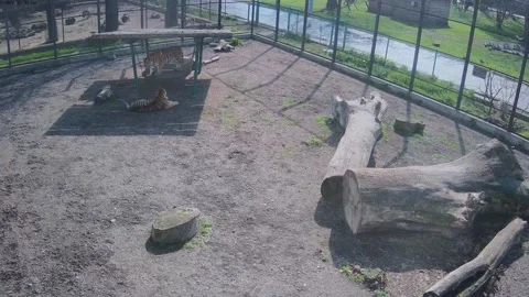 Tiger swinging on a swing while another tiger laying near the swing Stock Footage 152832336