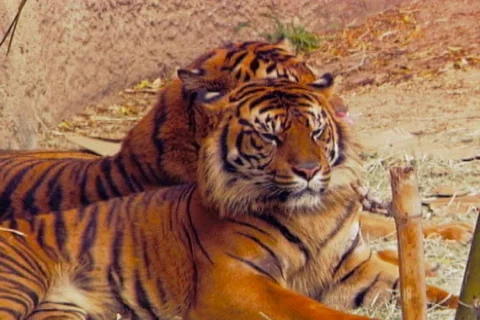 Tiger t3 Stock Footage 668934