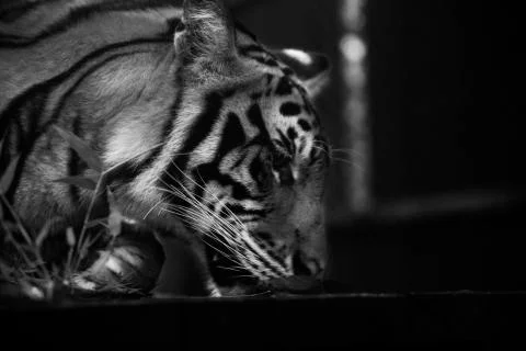 Tiger table sniff Stock Photos