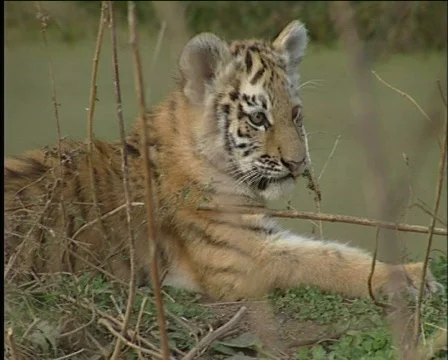 Tiger,  taiga Stock Footage 568614