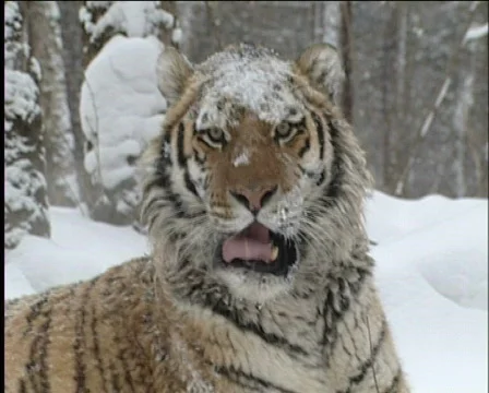 Tiger, taiga Vídeo Stock 573224