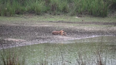 Tiger taking an afternoon nap while it rains in Kanha national park Stock Footage 313197031