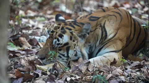 Tiger taking a nice afternoon nap in the shade in Kanha national park Stock Footage 337239239