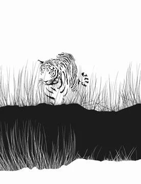 Tiger in the tall grass Stock Illustration
