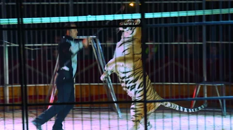 Tiger tamer and tigers in a cage at a circus performance Stock Footage