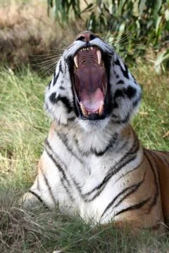 Tiger Teeth Foto stock