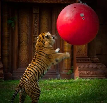 Tiger Tetherball! Stock Photos