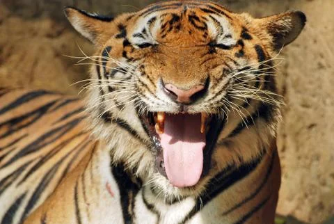 Tiger thirsty Stock Photos