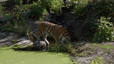 Tiger. The tiger crosses the river. Stock Footage 232969587