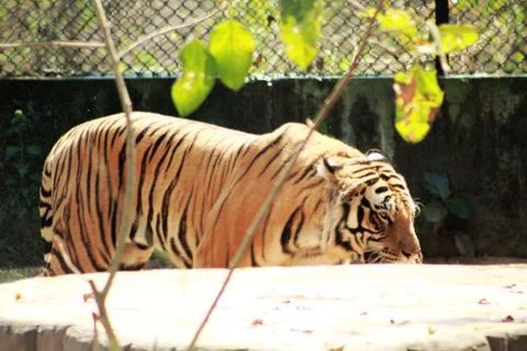 Tiger tigris side view Stock Photos