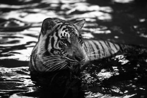 Tiger tilt face Stock Photos