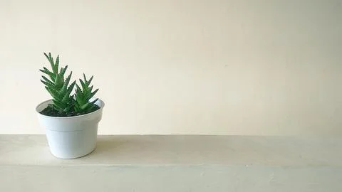 Tiger Tooth Aloe Stock Photos