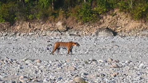 Tiger treading slowly toward its prey Stock Footage 238924342