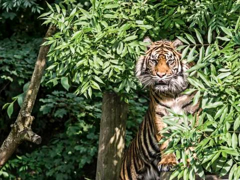 Tiger in a tree Stock Photos