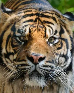 Tiger in a tree Stock Photos