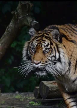 Tiger in a tree Stock Photos