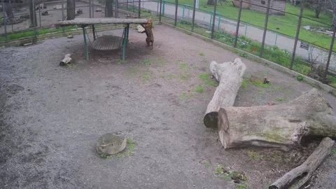 Tiger tries to jump on a swing Stock Footage 153221694