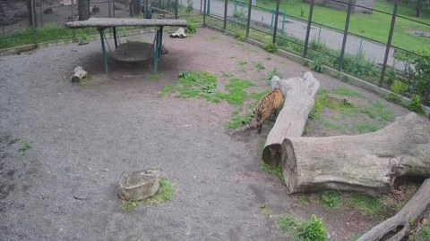 Tiger tries to lie down on wet grass after rain Stock Footage 154396092