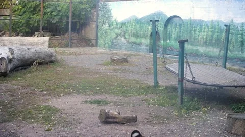 The tiger tries to rip off the camera and bite it Stock Footage 164049025