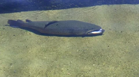 Tiger Trout breathing Stock Footage 12186451