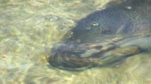 Tiger Trout at fish hatchery; 2 Stock Footage 12186719