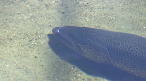 Tiger Trout at fish hatchery Stock Footage 12186335