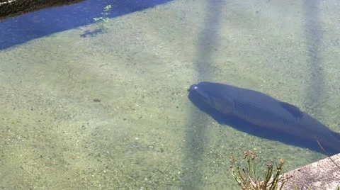 Tiger Trout raceway Stock Footage 12186404