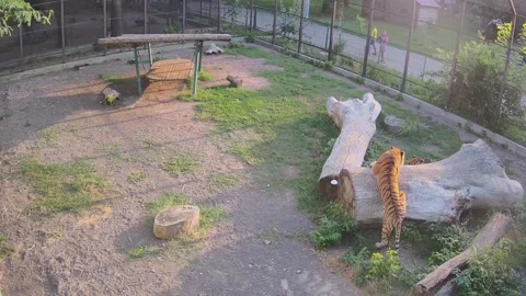 Tiger trying to climb a piece of log Stock Footage 158359382