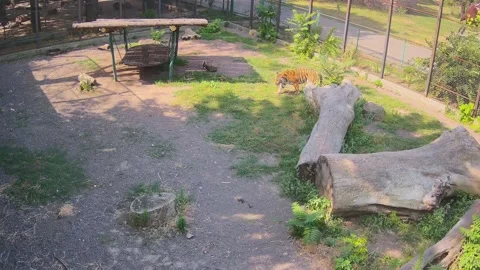 Tiger trying to play with tegrice 스톡 동영상 157493983