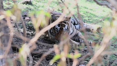 Tiger trying to rest in the hot afternoon in Ranthambore national park Stock Footage 334553635