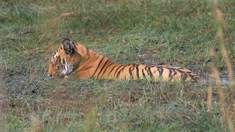 Tiger trying to rest in a hot afternoon at Tadoba national park Stock Footage 340515372